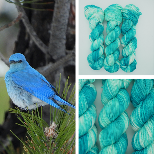 Misty's Mountain Bluebird