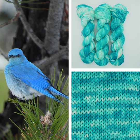 Misty's Mountain Bluebird